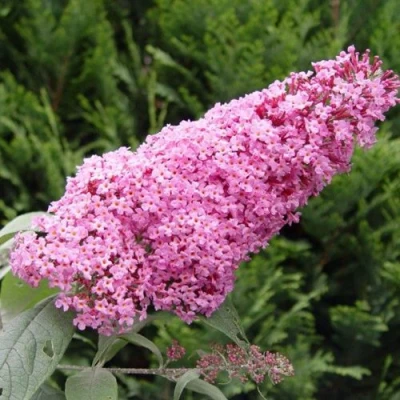 Буддлея давида ПИНК ДЕЛАЙТ в Калининграде