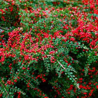 Кизильник горизонтальный в Калининграде