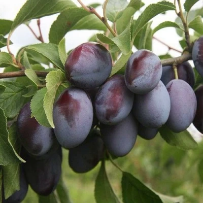 Слива РЕНКЛОД в Калининграде