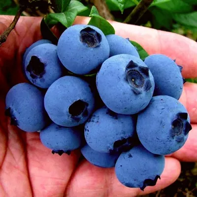 Голубика РЕКА в Калининграде