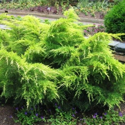 Можжевельник ГОЛД КОСТ средний в Калининграде