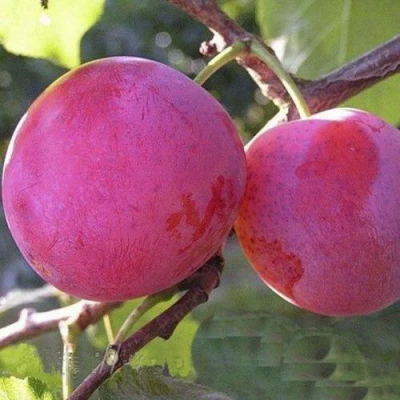 Слива ДЕЛИКАТНАЯ в Калининграде