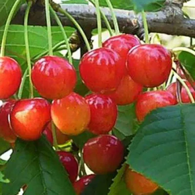 Черешня ДОНЧАНКА в Калининграде