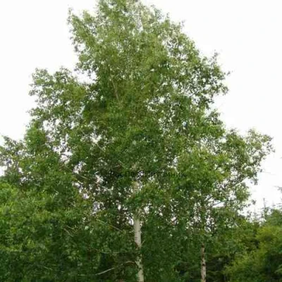 Береза бородавчатая в Калининграде