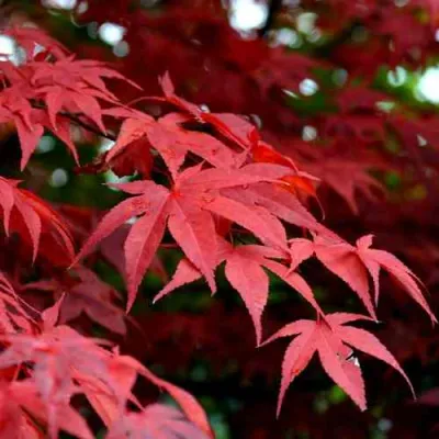 Клен гиннала  в Калининграде