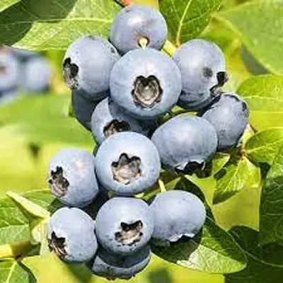 Голубика ЦУКЕР ТРАУБЕ в Калининграде