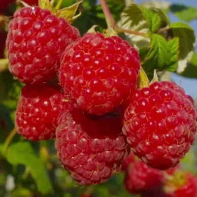 Малина ЭЛЕГАНТНАЯ в Калининграде