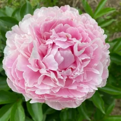 Пион КАТРИН ФОНТЕЙН травянистый в Калининграде