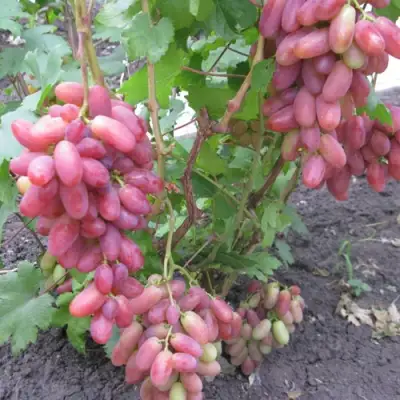 Виноград ЮЛИАН в Калининграде