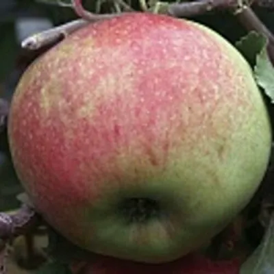 Яблоня СОКОЛОВСКОЕ стелющаяся в Калининграде