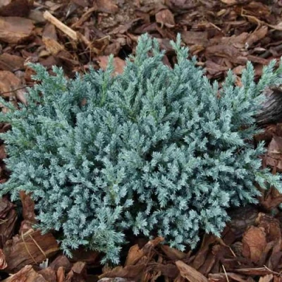 Можжевельник БЛЮ СПАЙДЕР чешуйчатый в Калининграде