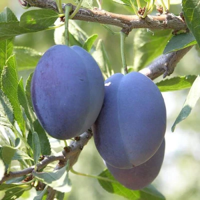 Слива СТЭНЛИ в Калининграде