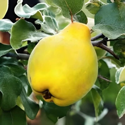 Айва МИР в Калининграде