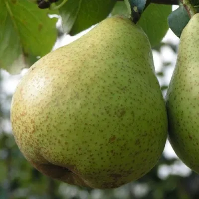 Груша ПЛАТОНОВСКАЯ в Калининграде