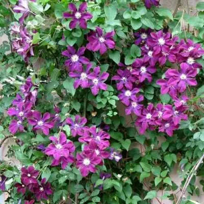 Клематис ГЕРОИ ВАРШАВЫ в Калининграде