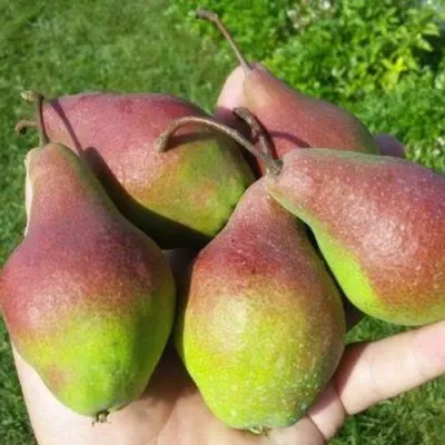 Груша ЯКОВЛЕВСКАЯ в Калининграде