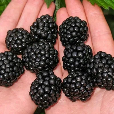 Ежевика ДЖАМБО бесшипная в Калининграде