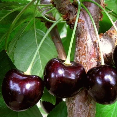 саженцы черешни Донецкий Уголек