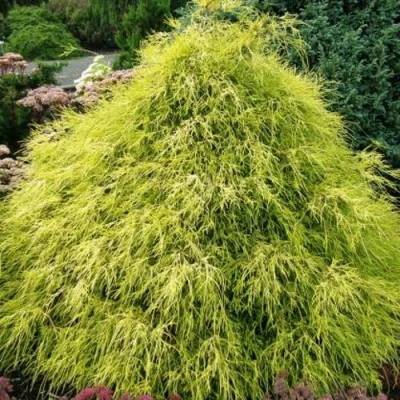 Кипарисовик ФИЛИФЕРА АУРЕА горохоплодный в Калининграде