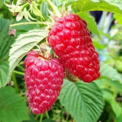 Малина ПШЕХИБА в Калининграде