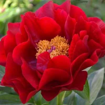 Пион МАКИНАК ГРАНД травянистый в Калининграде