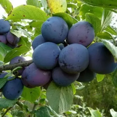 Слива КРОМАНЬ в Калининграде