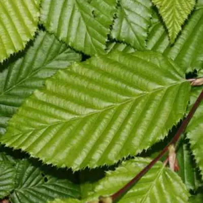 Граб японский в Калининграде