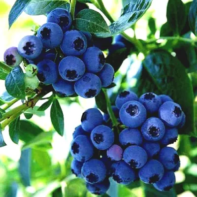 Голубика РЕКА в Калининграде