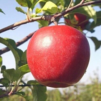 Яблоня ЛИГОЛ в Калининграде