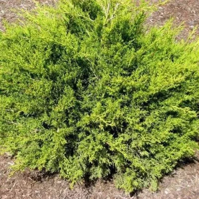 Можжевельник ИЗАБЕЛИН китайский в Калининграде