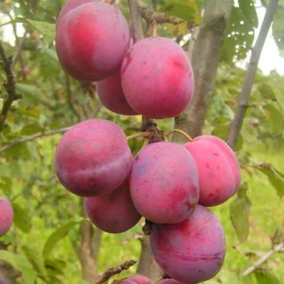 Слива ЭДИНБУРГСКАЯ в Калининграде