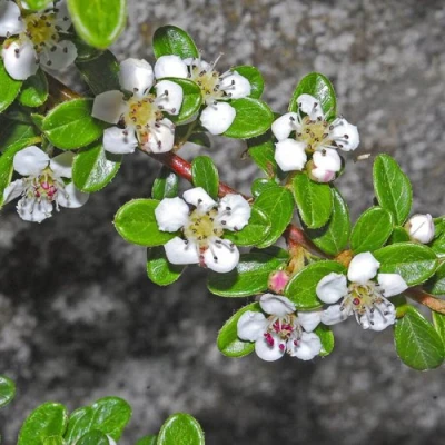 Кизильник ТАНГСТЕДТ горизонтальный  в Калининграде