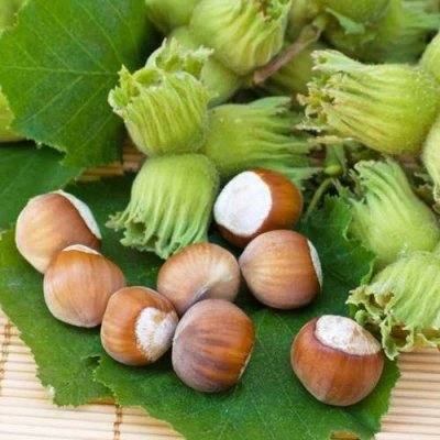 Фундук КРЕПКИЙ ОРЕШЕК в Калининграде