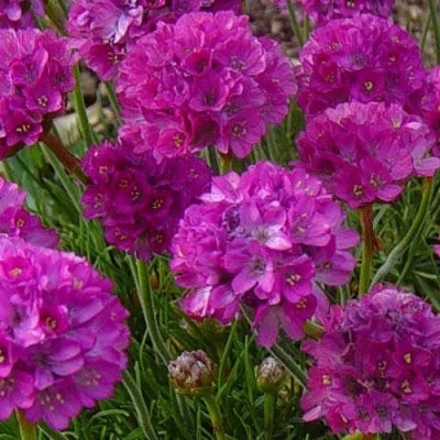 Армерия МОНИНГ СТАР ДИП РОУЗ в Калининграде