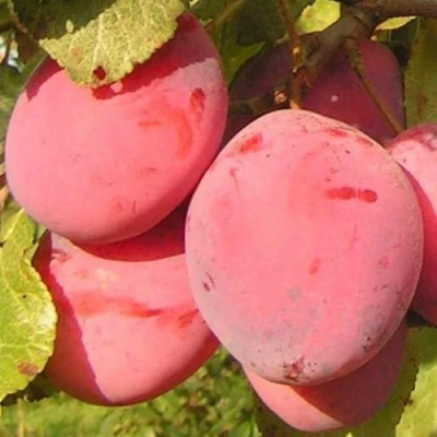 Слива ФАВОРИТЕ ДЕ СУЛТАНО в Калининграде