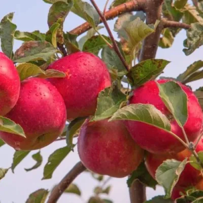 Яблоня РОЖДЕСТВЕНСКОЕ в Калининграде