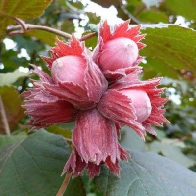 Фундук СКАРЛЕТТ в Калининграде