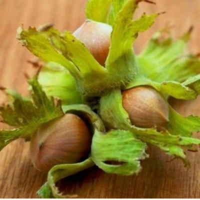 Фундук ГИГАНТ ТАМБОВСКИЙ в Калининграде