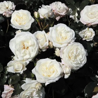 Роза АЛАБАСТЕР флорибунда в Калининграде