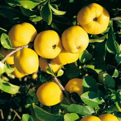 Айва ЦЕЗАРЬ в Калининграде