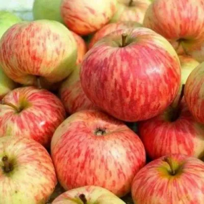 Яблоня РАНЕТКА (КОРОБОВКА) в Калининграде