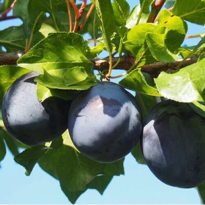 Слива ВОЛАТ в Калининграде