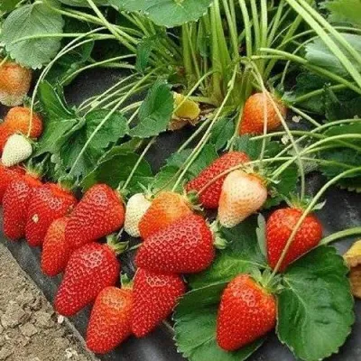 Клубника РОКСАНА в Калининграде