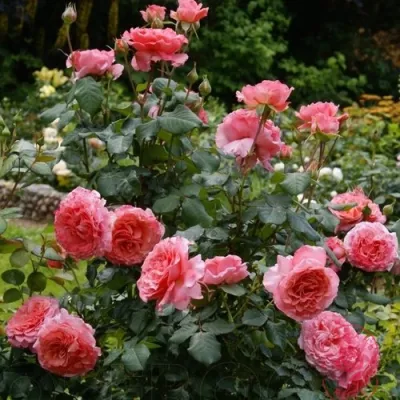 Роза ЛОРАН КАБРОЛЬ шраб в Калининграде