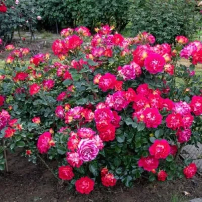 Роза БРЕРА флорибунда в Калининграде