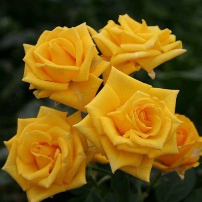 саженцы розы Шани