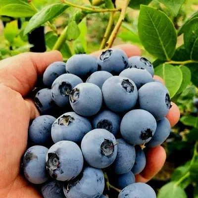 Голубика ДЮК в Калининграде