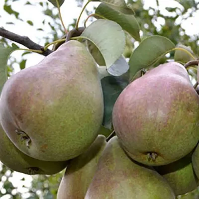 Груша БРЯНСКАЯ КРАСАВИЦА в Калининграде