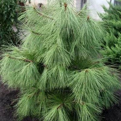 Сосна желтая  в Калининграде