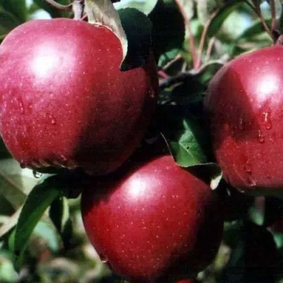Яблоня РЕД ПРИНЦ в Калининграде